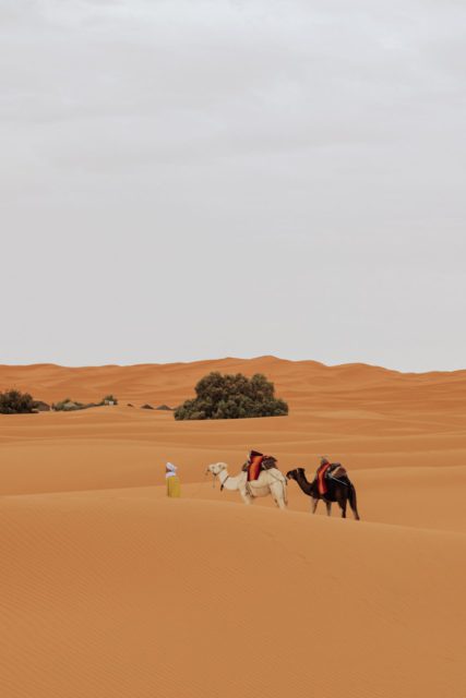 walking with camels on desert Zagora